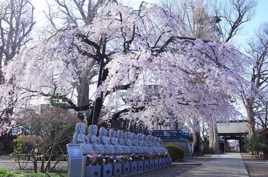 枝垂れ桜 ☆(^^)☆