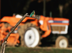 トラクターをバックに