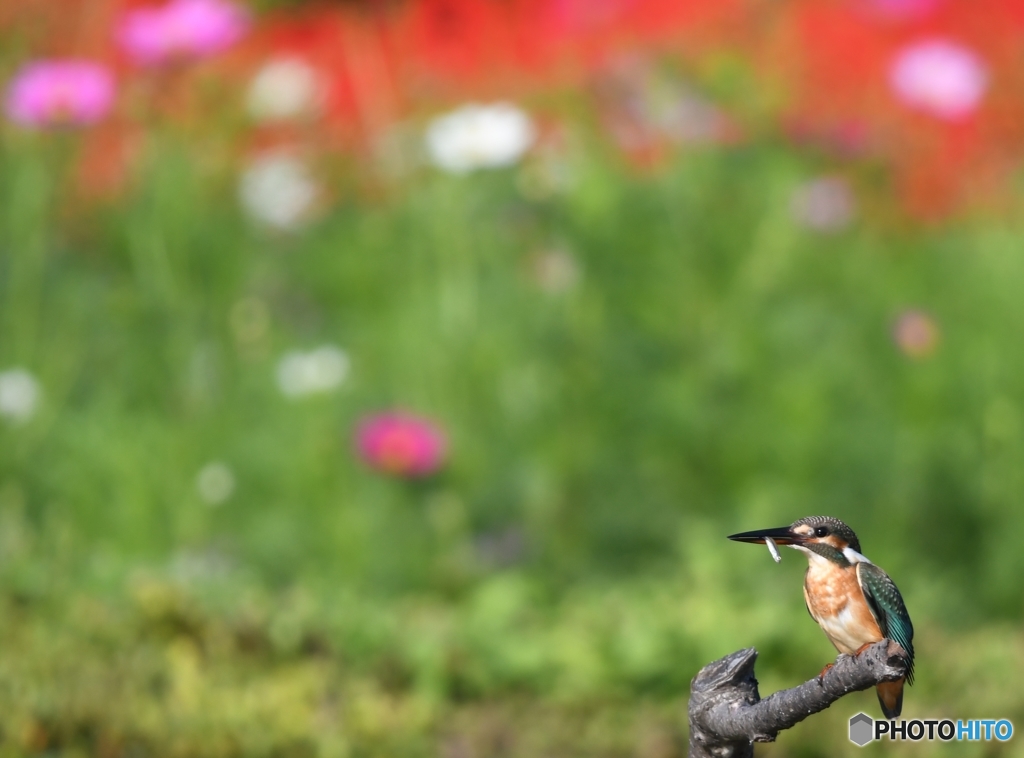 ちよっとだけサルビアをバックに (-"-;A ...アセアセ。