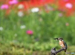 ちよっとだけサルビアをバックに (-"-;A ...アセアセ。