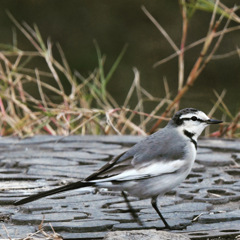 ハクセキレイ (^3^)/