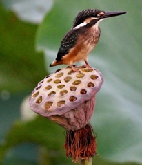 幼鳥 on シャワーヘッド #02