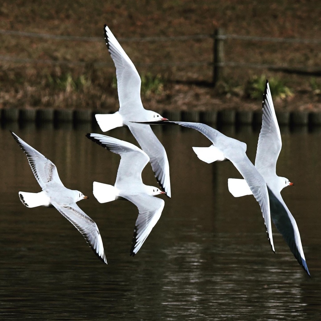 ユリカモメ (*^_^*)