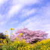 菜花とサクラと青空