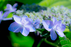 ガク紫陽花
