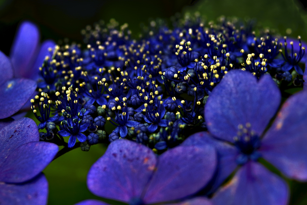 紫陽花銀河の星