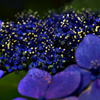 紫陽花銀河の星