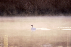 霧の白鳥