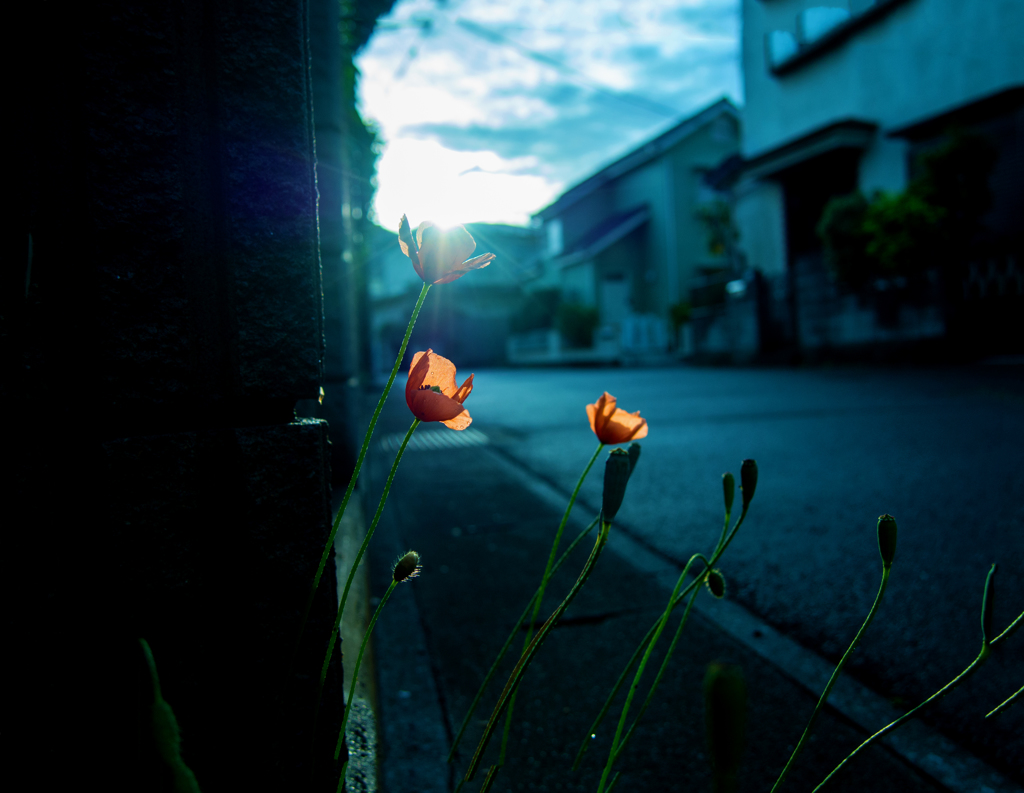 道端　夜明の花