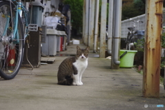 ご近所猫