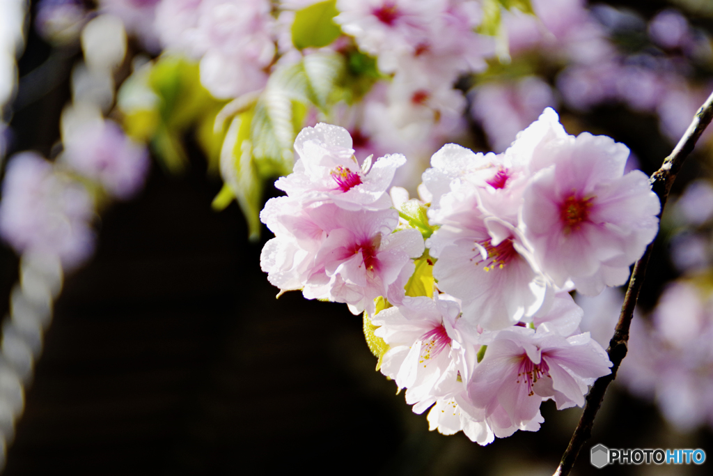 八重の桜