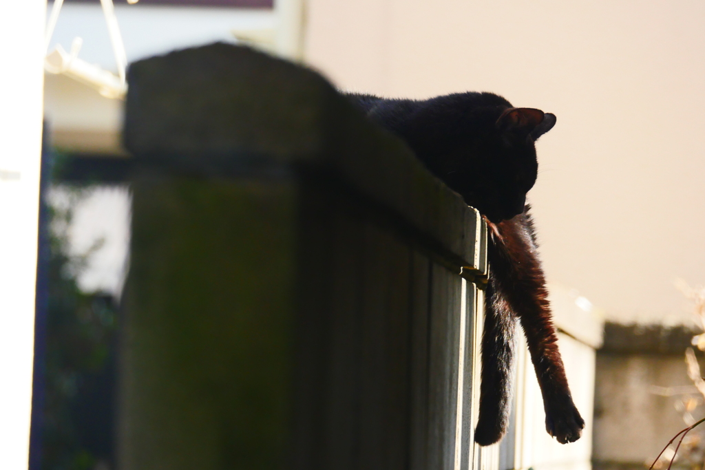 お昼寝猫