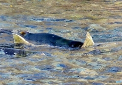 命燃やすぜ！by鮭