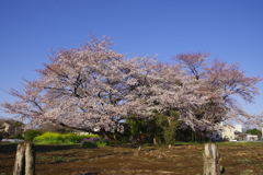 とある畑の桜の木