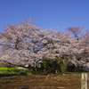 とある畑の桜の木