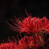 紅蓮花