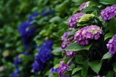 ＰＭ５：３２　紫陽花の垣根