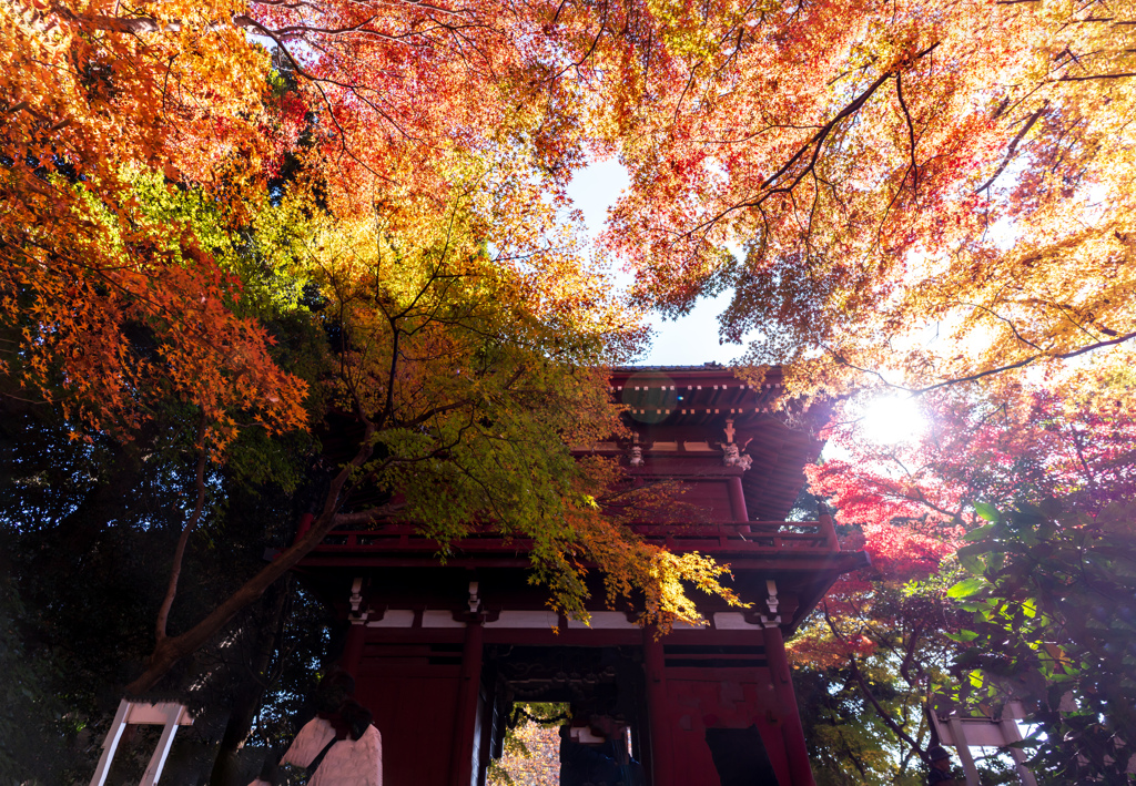 仁王門と紅葉