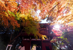 仁王門と紅葉
