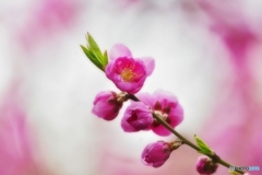 早春の花桃