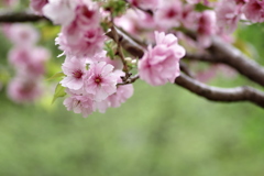 ぽてっと桜