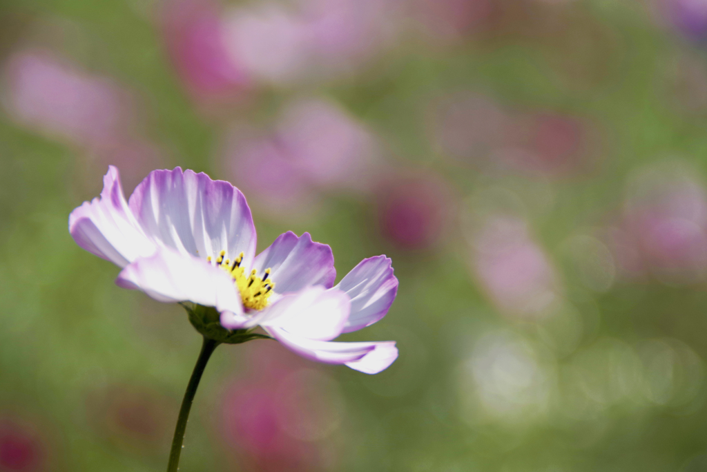 秋桜　一輪