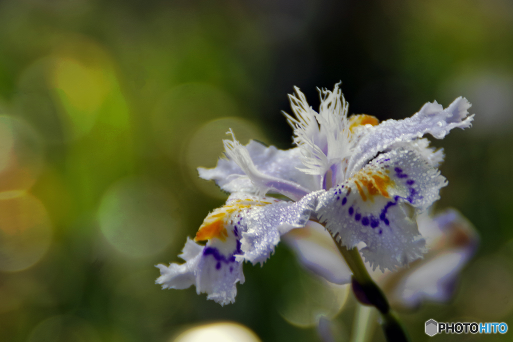サギ草