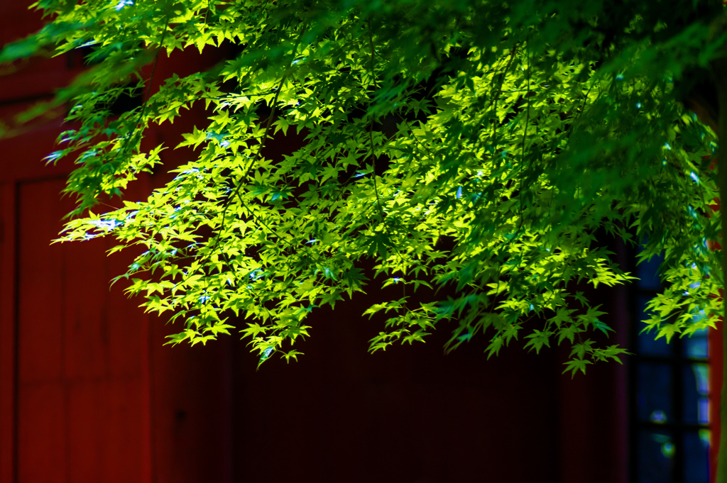 本土寺　蒼紅葉