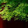 本土寺　蒼紅葉