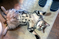 家の猫＝腹側から