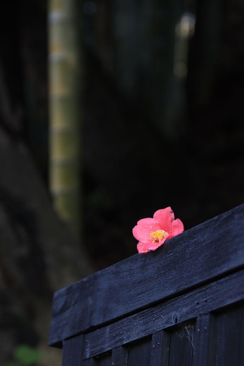 孤高の花