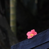 孤高の花