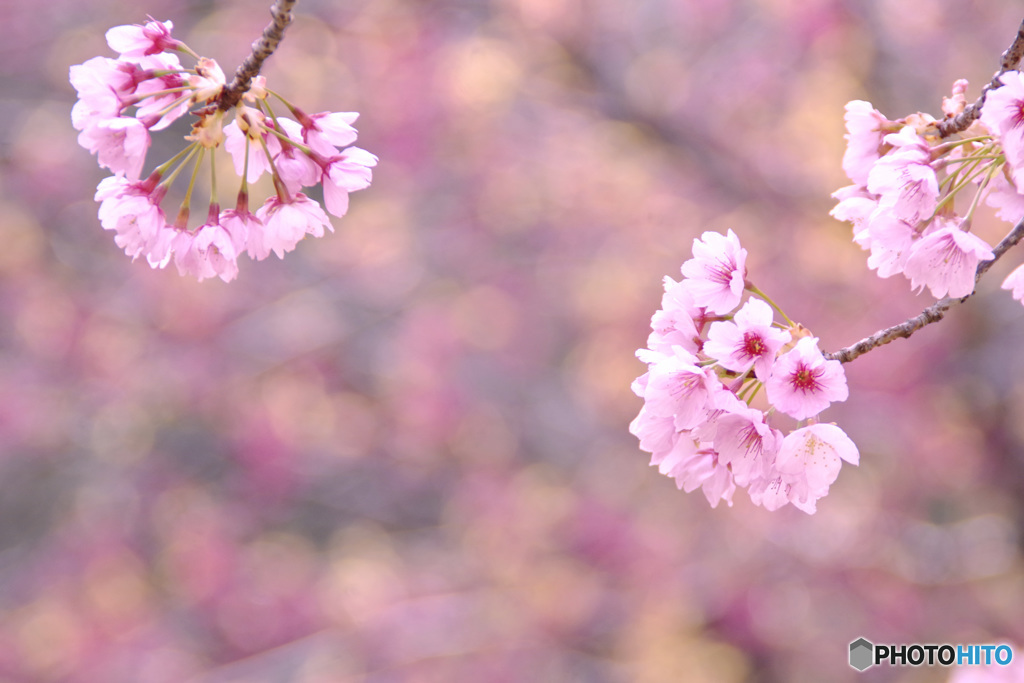 桜色