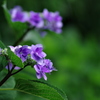 紫の紫陽花