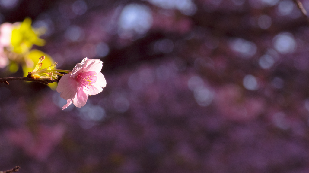 桜静かに咲く