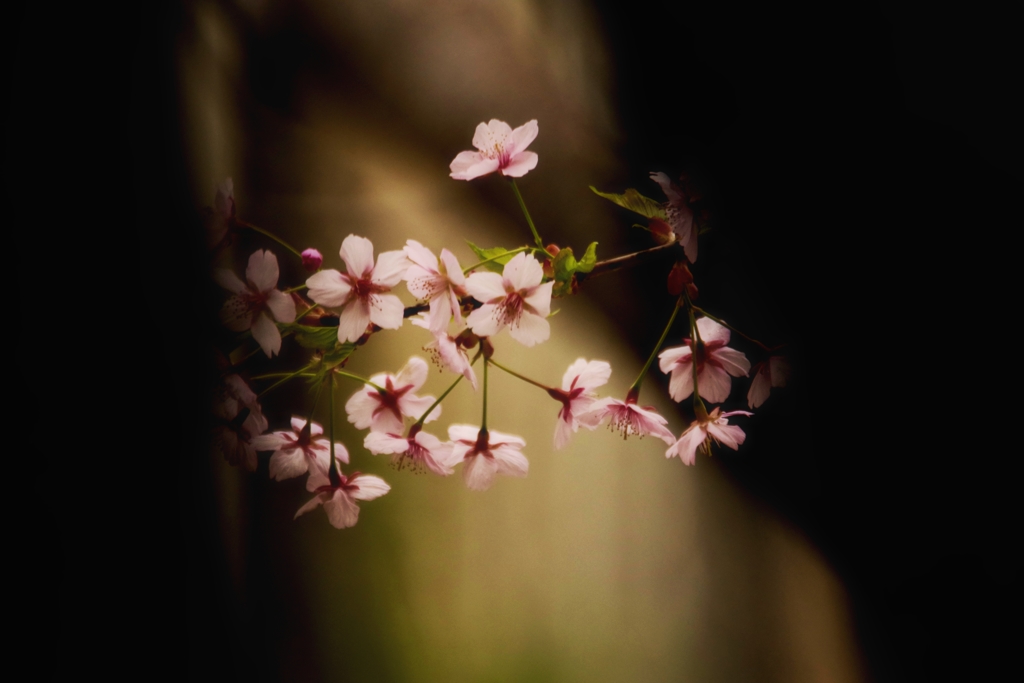浮き出る桜花
