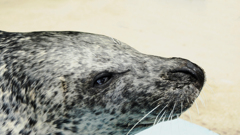 ゴマフ　アザラシ　小樽クン