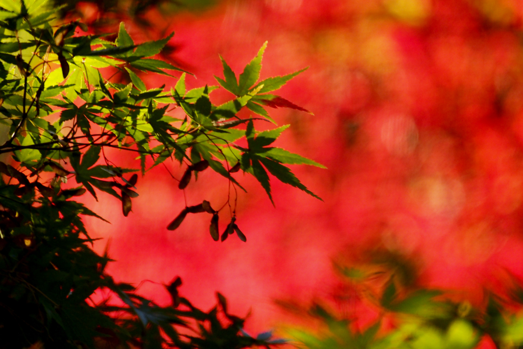 青紅葉
