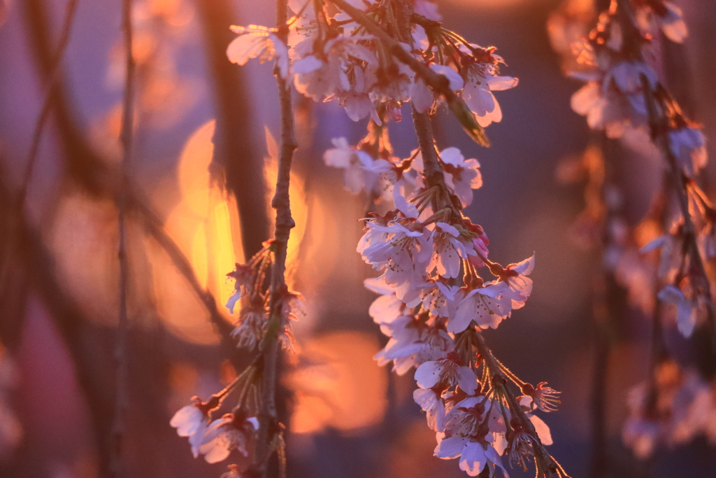 夕暮れ時の枝垂れ桜