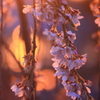 夕暮れ時の枝垂れ桜