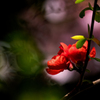 紅一点