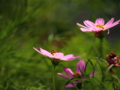 初秋桜