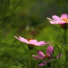 初秋桜