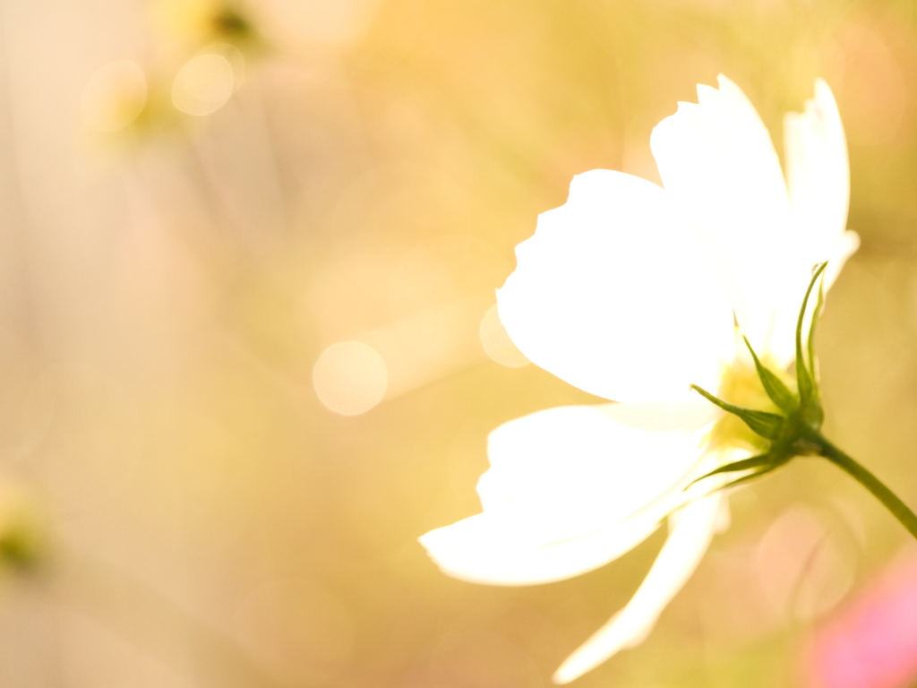 光の花