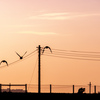 電線と鳥