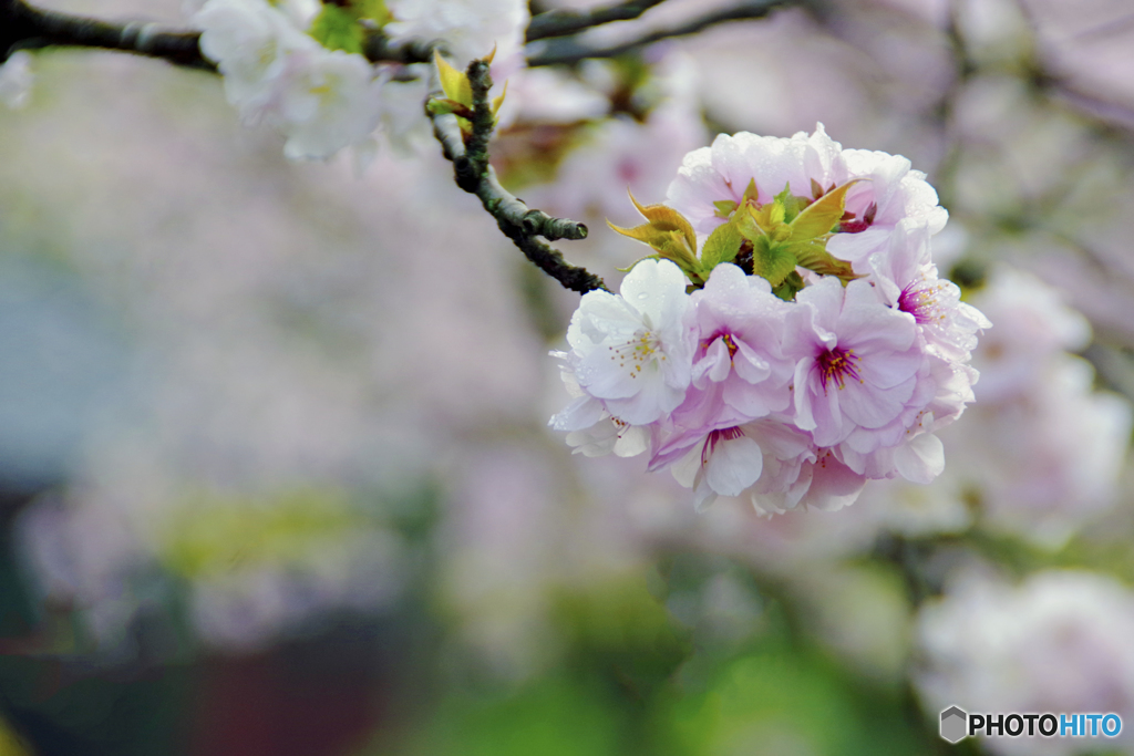 桜色の手毬