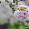 桜色の手毬