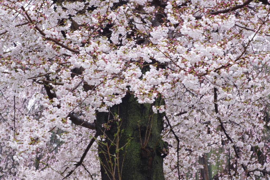 清瀧院　光当たる