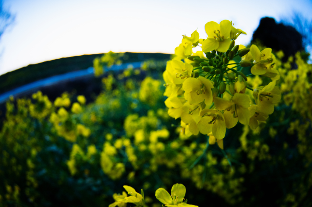菜の花
