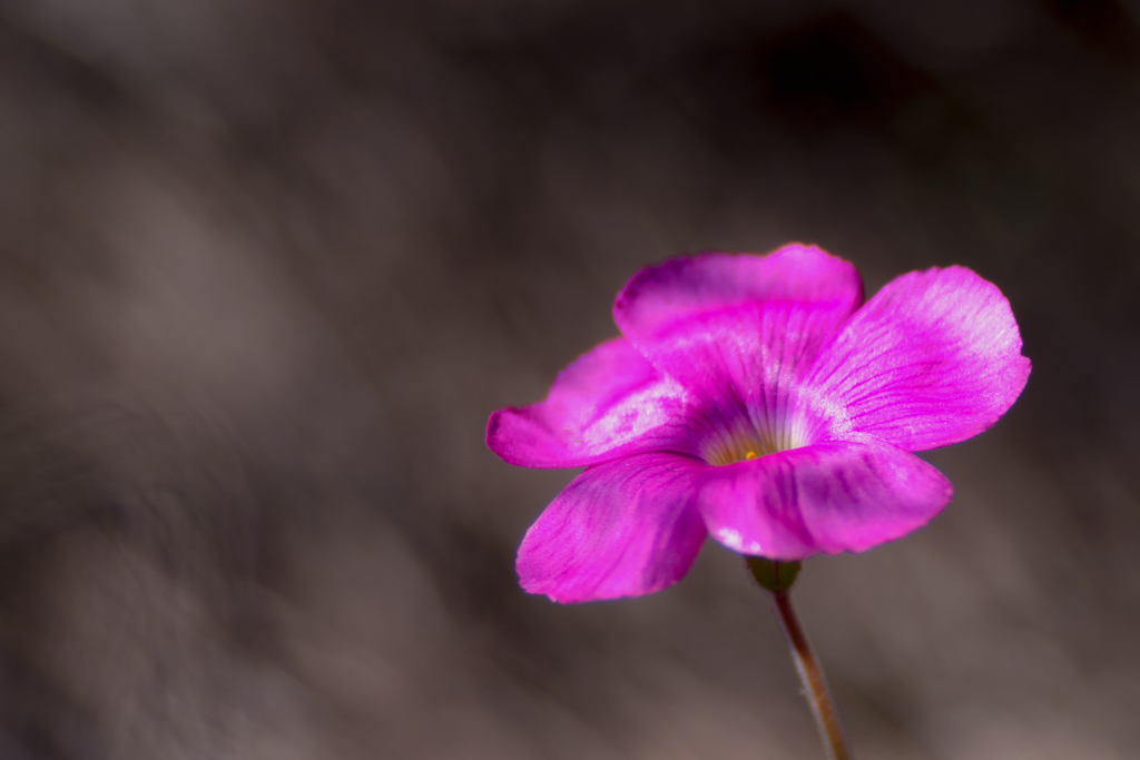 シャムロック（三つ葉かな？？）